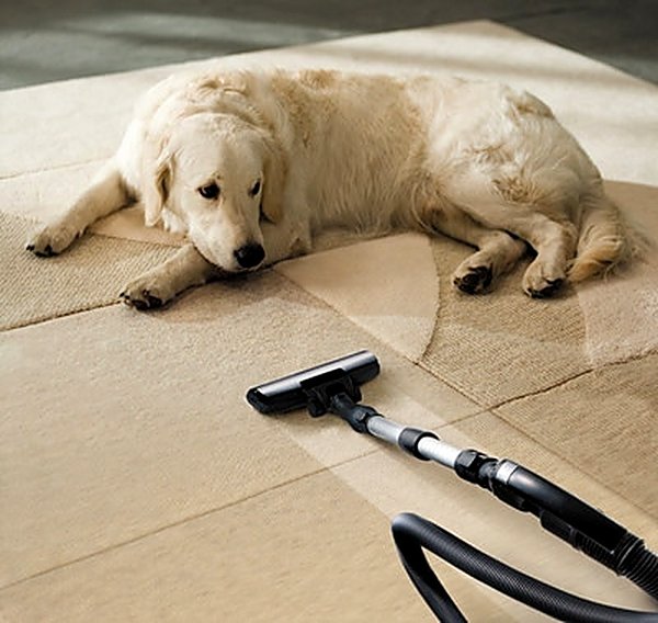 Pet Stain & Odor in Tempe, AZ